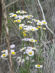 Erigeron philadelphicus