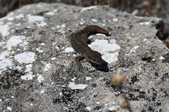 Diplodactylus calcicolus