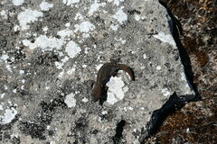 Diplodactylus calcicolus