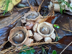 Geastrum triplex
