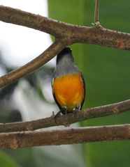 Dicaeum trigonostigma