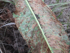 Gastrophysa atrocyanea