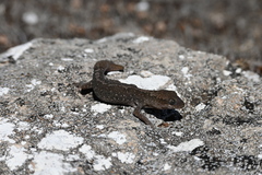 Diplodactylus calcicolus