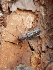 Xylotrechus sagittatus