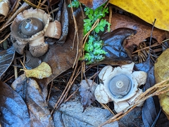 Geastrum triplex
