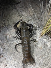 Cherax cainii