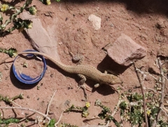 Acanthodactylus boskianus