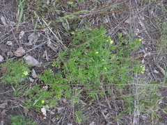 Ranunculus chinensis