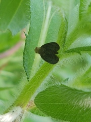 Eutreta noveboracensis