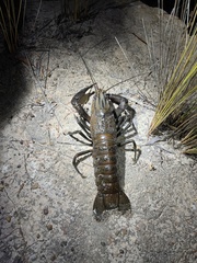 Cherax cainii