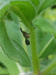 Eutreta noveboracensis