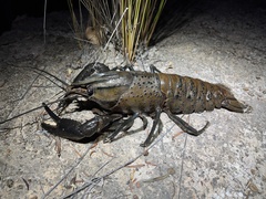 Cherax cainii