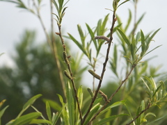 Salix suchowensis
