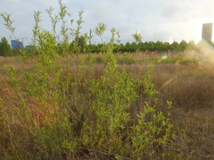 Salix suchowensis