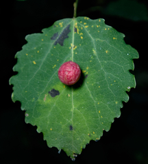 Harmandiola
