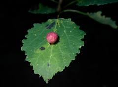 Harmandiola