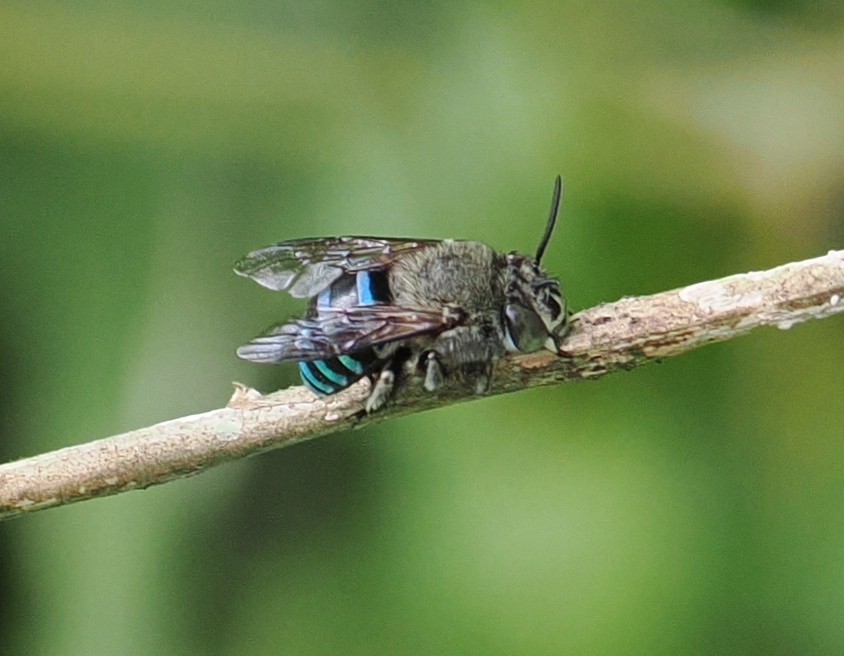 Amegilla borneensis