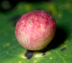 Harmandiola
