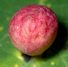 Harmandiola