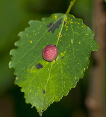 Harmandiola