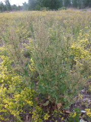 Rumex japonicus