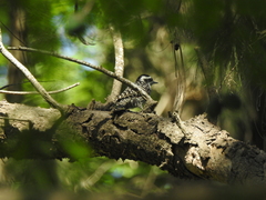 Dryobates mixtus
