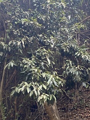 Aextoxicon punctatum