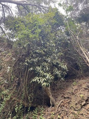 Aextoxicon punctatum