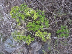 Euphorbia esula