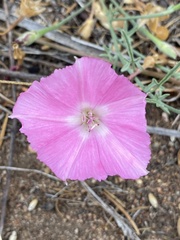 Convolvulus chilensis