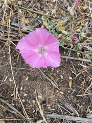 Convolvulus chilensis