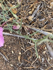 Convolvulus chilensis