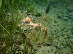 Phycodurus eques