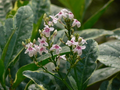 Pseuderanthemum maculatum