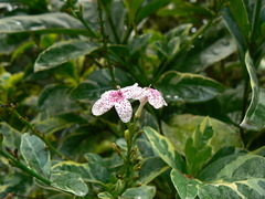 Pseuderanthemum maculatum