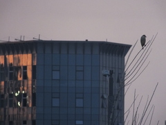 Nycticorax nycticorax