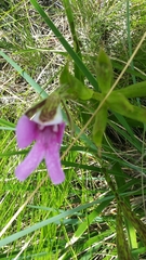 Cynorkis uniflora