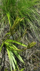 Cynorkis uniflora
