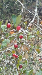 Erythroxylum