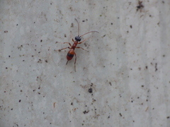 Gelis melanocephalus