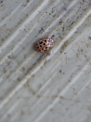 Anisosticta novemdecimpunctata