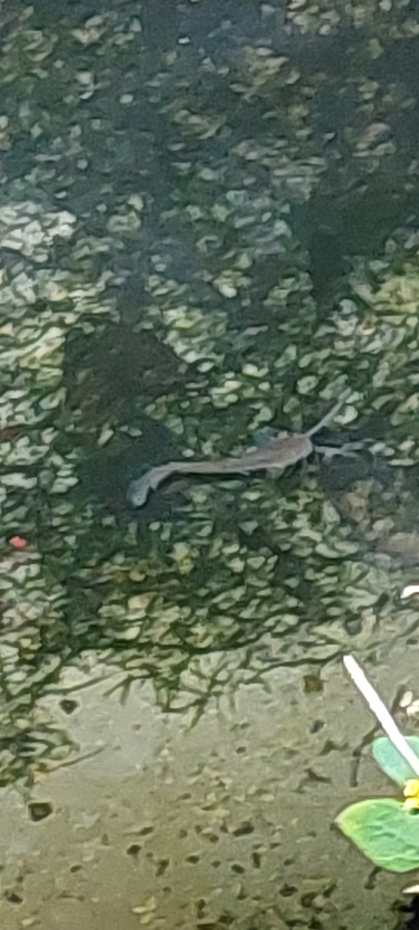 Pterocryptis cucphuongensis