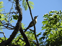 Coccyzus melacoryphus