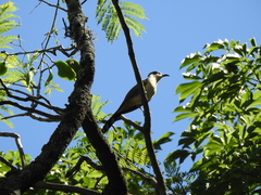 Coccyzus melacoryphus