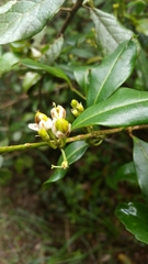 Erythroxylum
