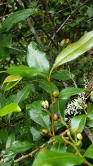 Erythroxylum