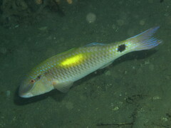 Parupeneus indicus