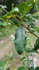 Erythroxylum
