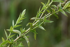 Mentha longifolia polyadena
