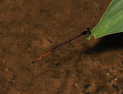 Prodasineura hyperythra